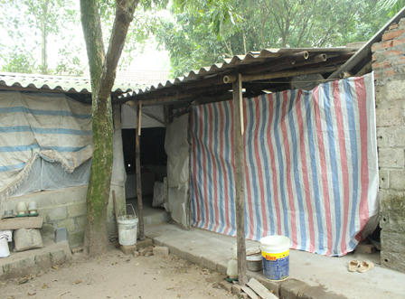 Làng nuôi gà Móng “nhộn nhịp” phục vụ tết Nguyên đán